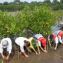 PIS Tanam 10 Ribu Mangrove, Komitmen Jaga Pesisir