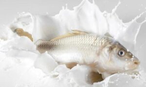 Susu Ikan Masuk Menu Makanan Bergizi Gratis