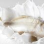 Susu Ikan Masuk Menu Makanan Bergizi Gratis
