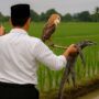 Bupati Indramayu Lepas Ular ke Sawah untuk Basmi Hama Tikus